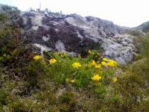 Blomst i juni på Skorpa