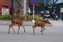 Elgkalver på Liertoppen