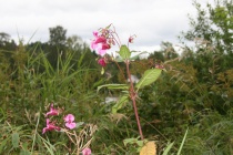 Kjempespringfrø er en trussel mot floraen langs Langvannet i Lørenskog