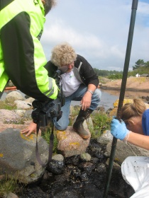  Fylkesutvalgsmedlem Øystein Haga ser på oljesøl i Rugkilen i Grimstad etter Full City-havariet i 2009.
