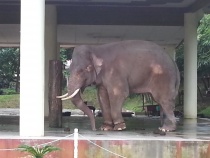 Elefant i fangenskap
