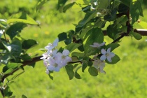 Eplerblomster