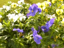 Stemorsblomst Stemorsblomst
