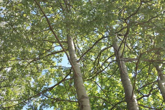 Løvtrær i Lørenskog