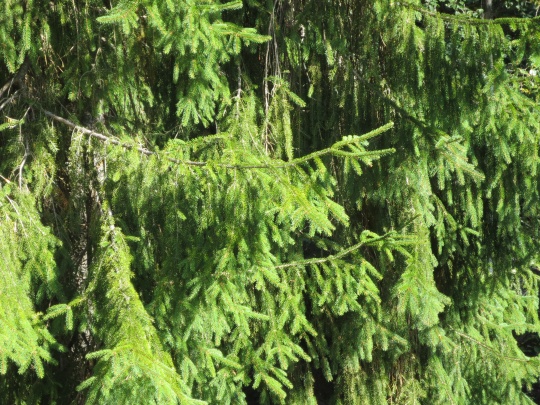 Skog i Lørenskog