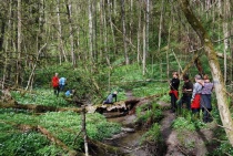 Naturreservatet Holtnesdalen, vår, hvitveis, edelløvskog