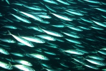 Fisk makrell