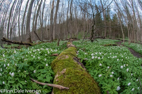 Hvitveis, naturreservat, Holtnesdalen, Hurum