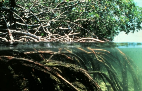 Mangroveskog