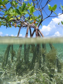  Mangroveskog, som vokser ved kystlinjen i tropiske land, binder opp til fem ganger så mye CO2 som regnskog. 