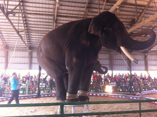 Elefant i sirkus