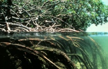  Nylig publiserte FNs miljøorgan UNEP en rapport om verdens mangroveskoger som er alvorlig truet og som ikke vernes godt nok av dagens globale avtaler og støtteordninger.