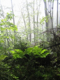  Regjeringen er handlingslammet i viktige naturvernsaker, mener Venstres Gunnar Kvassheim.