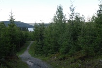 Skog sommer vei